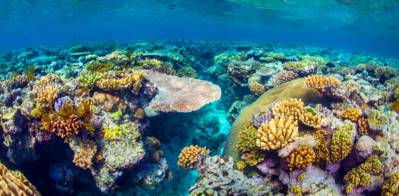 Create the trip of a lifetime by booking business class seats to snorkel or dive the Great Barrier Reef. - IFlyFirstClass