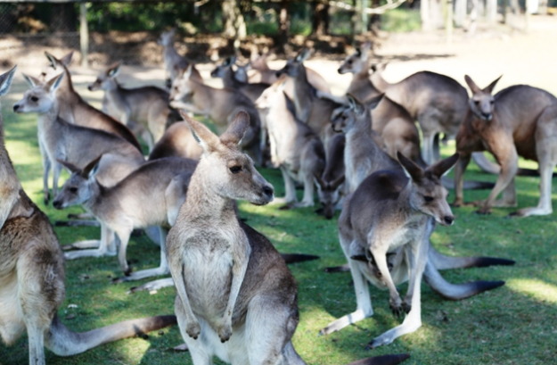 Snap up last minute business class deals so you can visit Lone Pine Koala Sanctuary - IFlyFirstClass